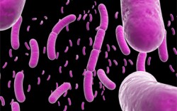2.Bacillus subtilis, a beneficial bacterial microbe commonly found in soil (Davehwng)