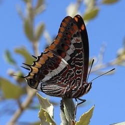 300px-Charaxes_jasius_bl1