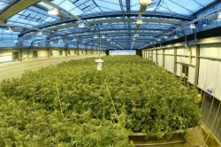 This is what a regulated grow facility could look like.