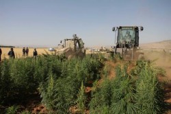 The-Lebanese-army-conducting-eradication-operations-in-the-Bekaa-Valley