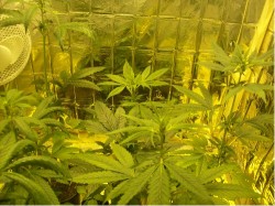 Sensi Skunk by Dr. Hemp77