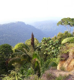 Rather than focusing efforts on a single 'miracle' plant, maintaining and replenishing biodiversity is the key to the bioterrestrial management of climate