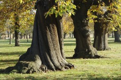 The sweet chestnut can achieve massive height and girth within a relatively short time, and is known to produce abundant monoterpenes