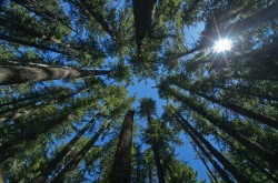 While annual crops provide some short-term carbon sequestration, large, old trees are far more important in global terms