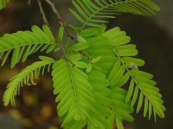 The Greek scientist Androsthenes noted circadian rhythms in plants in the 4th century BCE (©Dinesh Valke)