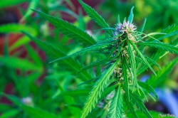 Equatorial strains exhibit elongated, thin flower structure as the branches continue to grow after flowering begins