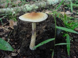 Psychedelic mushrooms grow well in cattle dung, and would be easily found by early herders