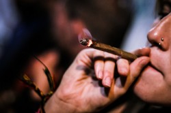 Many areas of the cerebral cortex are activated when smoking cannabis or listening to music