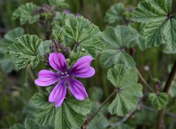 Lavatera cretica leaves orient themselves to face the anticipated direction of dawn (©Manuel M. Ramos)