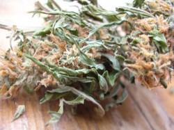 Dried flowers from a tropical strain, exhibiting the loose, airy structure and abundant trichome coverage