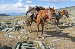 Two horses carrying goods on the Ukok Plateau