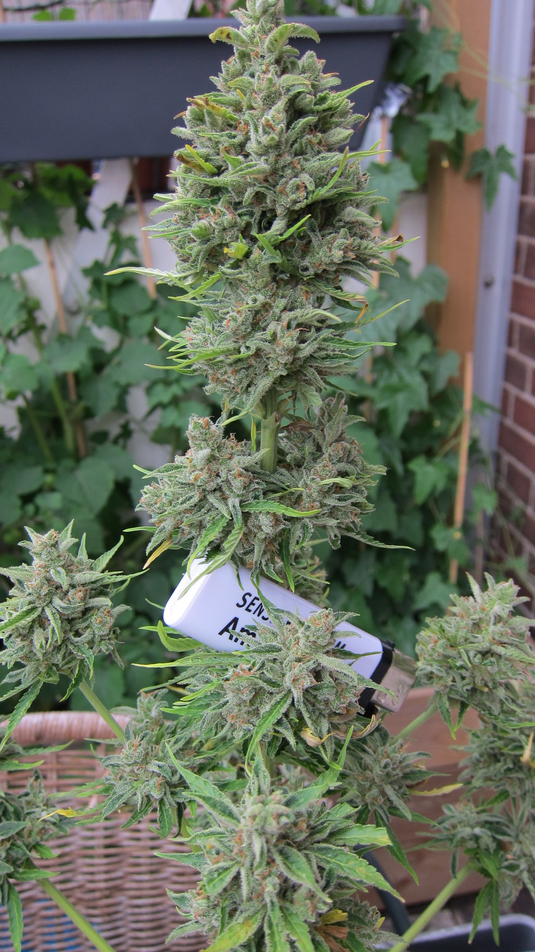 Cannabis Grow Report: Sensi Seeds Northern Lights Automatic