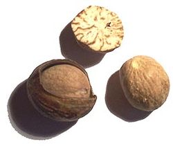 Nutmeg fruit, which contains the terpene myristicin
