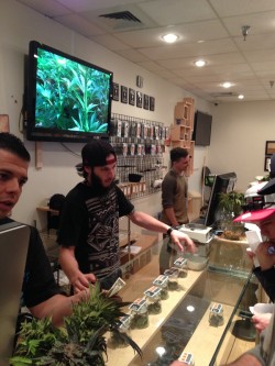 Three male employees behind a glass counter at a cannabis dispensary in Colorado