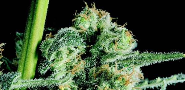 The original Sensi Skunk®