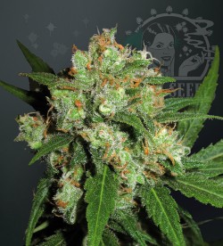 Sensi Skunk Feminized
