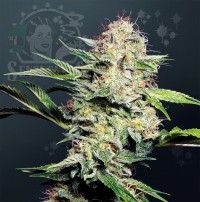Sensi Skunk Auto