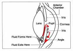 This diagram illustrates the normal movement of aqueous humour out of the eye (© National Eye Institute)