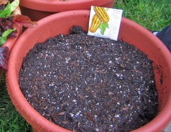 Preparing home-made organic “super-soil” is an ideal way to create the perfect micro-environment for your plants (© Wikimedia Commons).