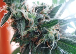 Organically-grown cannabis can achieve exceptional levels of potency, aroma and flavour.