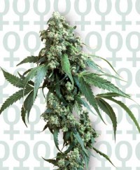 Jack Flash #5 Feminized Seeds from Sensi Seeds