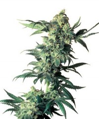 Northern Lights from Sensi Seeds
