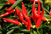 Stacked cayenne peppers on a plant