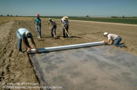 soil solarization cannabis prepare garden outdoor rays pathogens temperatures kills amplifying increase sun california university