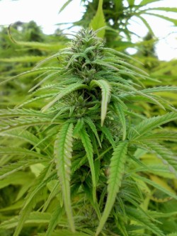 Mexican Sativa cannabis plant