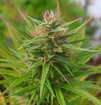 Top 5 Of Sensi Seeds' Best Cannabis Strains To Grow Outdoors - Sensi Seeds