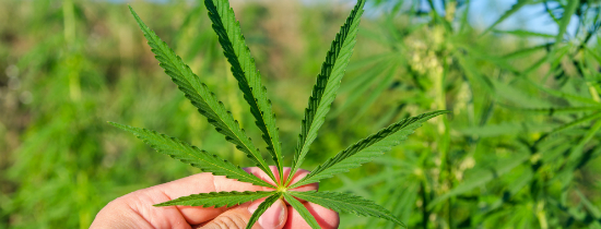 Persona sosteniendo una hoja de dobladillo en un campo de dobladillo