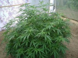 Mexican Sativa cannabis plant