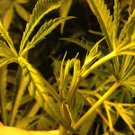 “Topping” removes almost the entire stem tip, leaving a tiny section behind