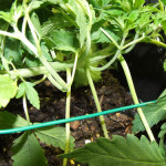 “Low stress training” causes the main stem to grow along the ground, giving the lower branches access to light