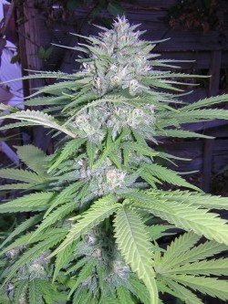 A Big Bud cannabis plant