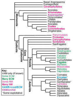 Phylogenetic tree of cannabis, from class (Eudicot) to order (Rosales) - Sensi Seeds Blog