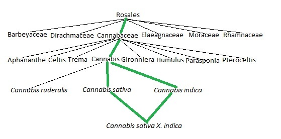 The Cannabis Family Tree - An Introduction To Phylogenetics