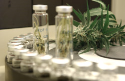 GW Pharmaceuticals’ Sativex is the world’s first market-approved whole-plant extract