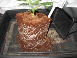 Coconut is much more airy then soil, which provides a good balance between oxygen and water. Roots love this.