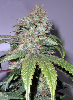 Cannabis Strain Focus: California Indica From Sensi Seeds - Sensi Seeds