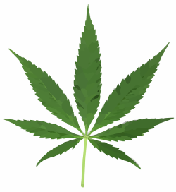 Germany, just like the Netherlands and Canada, will establish a Cannabis Agency in order to care for its patients itself in future.