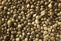 The poem The Praise of Hemp-seed praises the many benefits and applications of hemp seeds (CC. fluffymuppet)