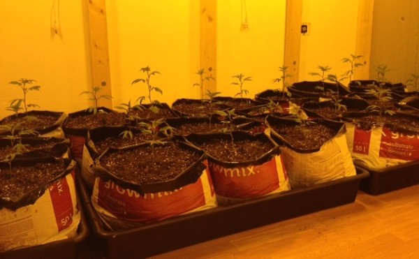 Once your cuttings have rooted and vegged for a week or so, start the flowering cycle