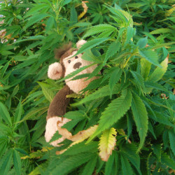 THC has been observed to alter cycle length in female rhesus monkeys (© Nina A.J.)