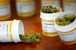 Bedrocan flos cannabis prescription Bedrocan flos