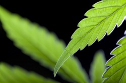 Hojas de cannabis finas y aserradas, típicas de una planta Sativa. Derechos de Autor Sebastián Marincolo 2011.