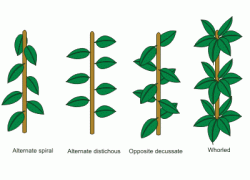 2 - Cannabis usually exhibits opposite decussate phyllotaxy, but can also exhibit alternate or whorled phyllotaxy