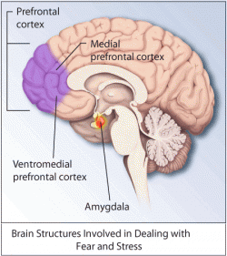 Cannabis and Post-Traumatic Stress Disorder - 2 - Areas of the brain affected by PTSD