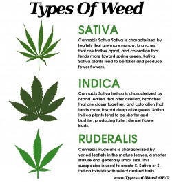 Everything you ever needed to know about cannabis leaves - 3 - The differences between sativa, indica and ruderalis leaves