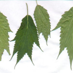 Everything you ever needed to know about cannabis leaves - 5 - Ducksfoot Cannabis (www.420genetics.com)